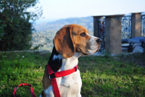 Beagle at Bois d'Amont