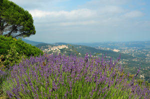 Lavender-in-Provence